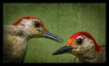 Woodpeckers