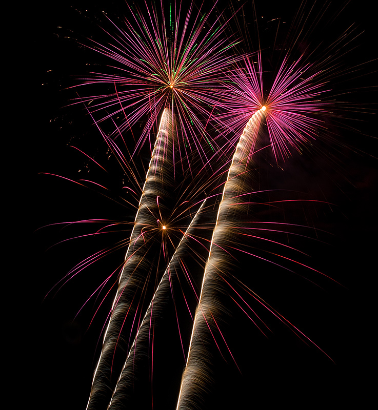 Pink-and-Palm-Like