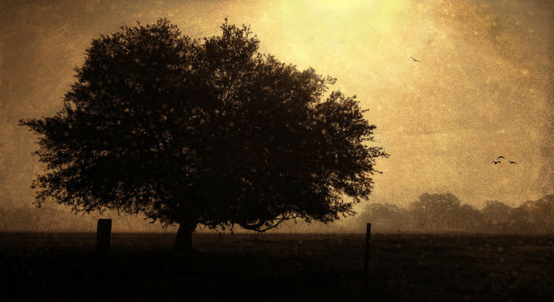 Lost Morning