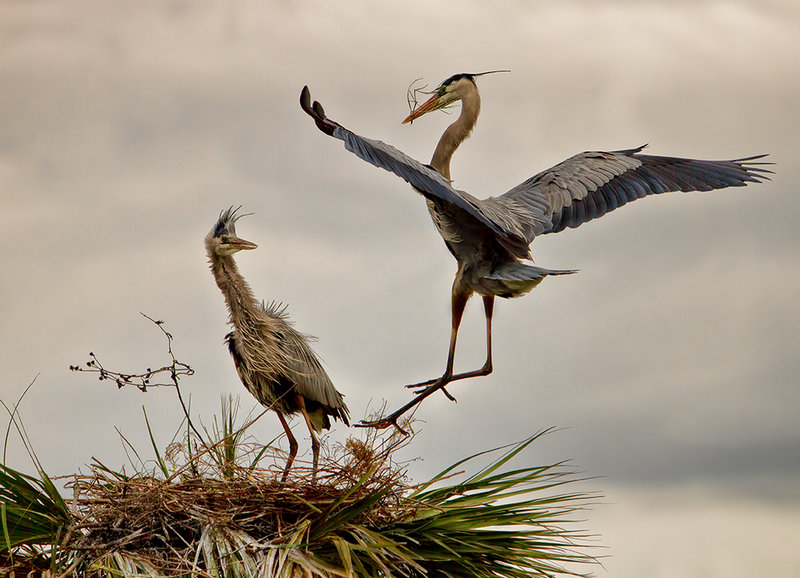 Nesting