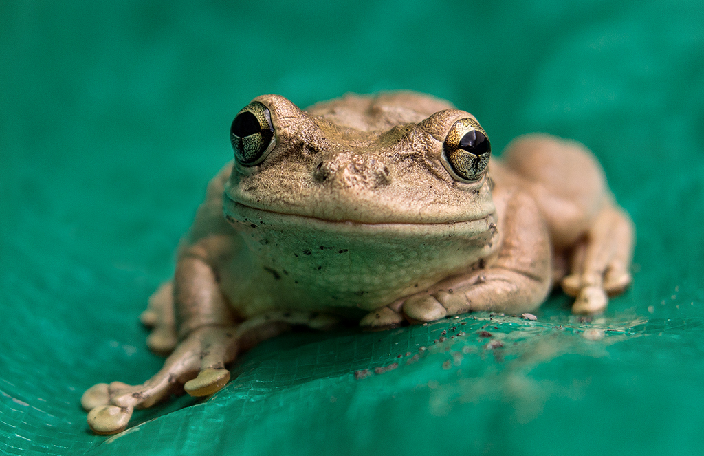 Frog in a Tarp