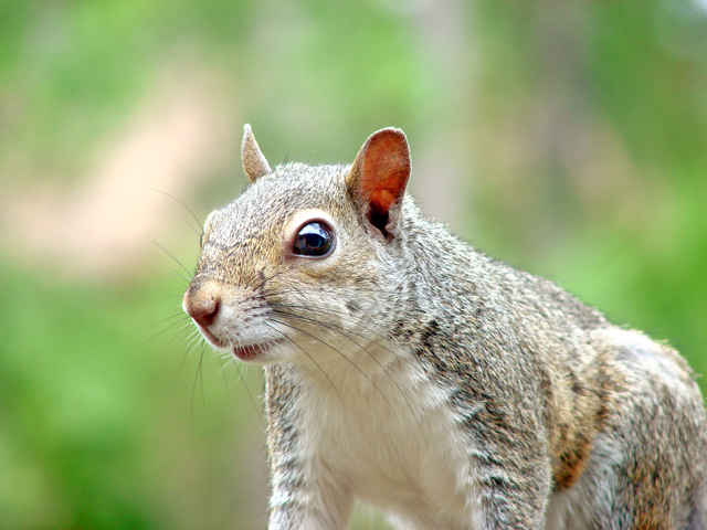 Squirrel Face