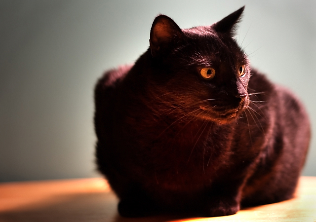 Cinder on the Table
