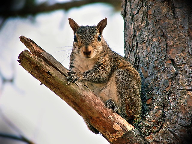 Branch_Squirrel
