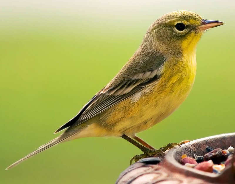 Yellowbird.jpg