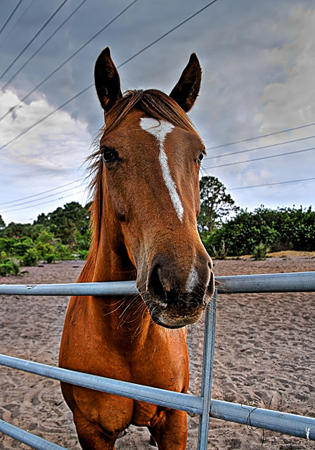 Friendly Horse