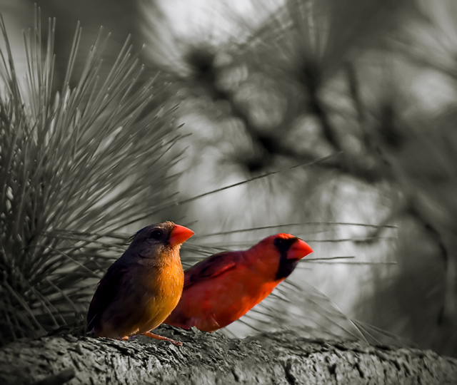Devoted Pair