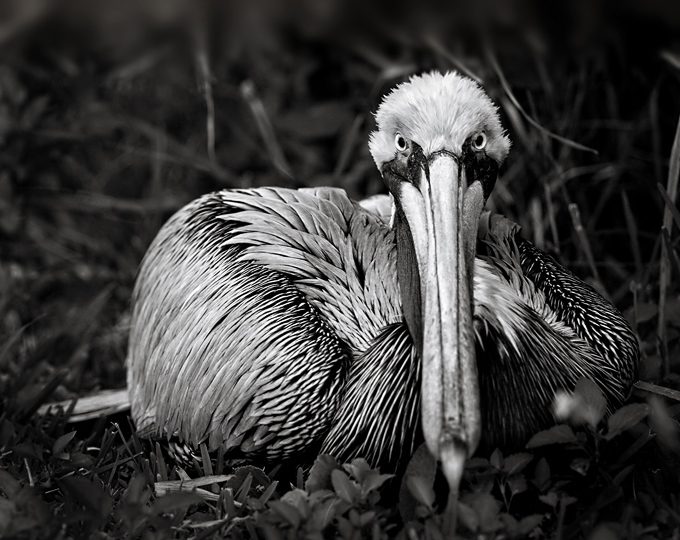 Brown Pelican Stare #22