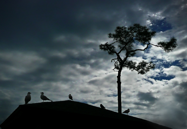 Dark Sky with Gulls #3 P&S