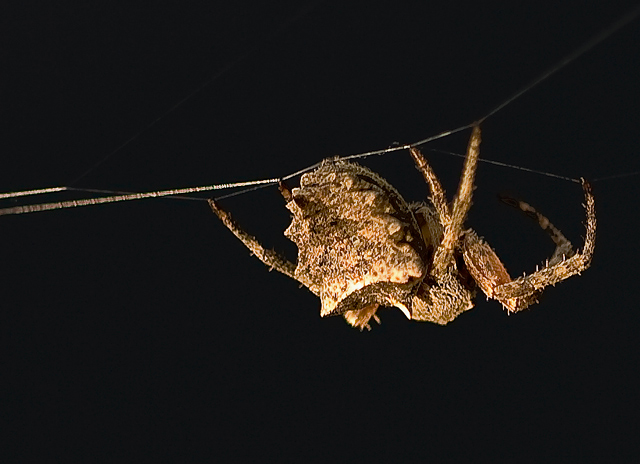 Ugly Spider