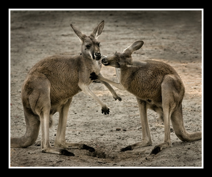 C'mon baby, just  one little kiss...