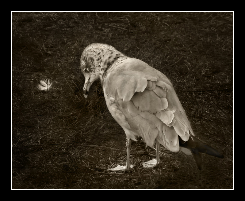 Seagull Blues  #4