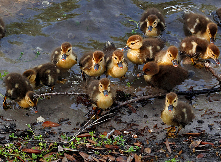 Ducklings