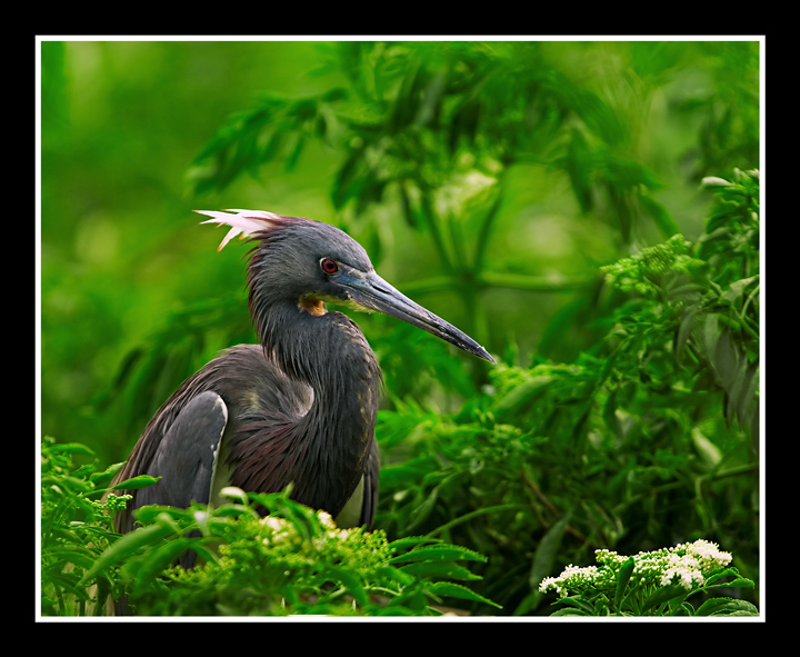 Nesting Heron
