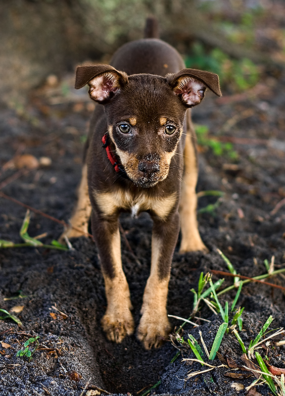 Little Digger