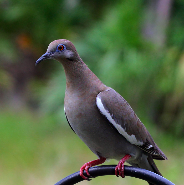Mourning Dove