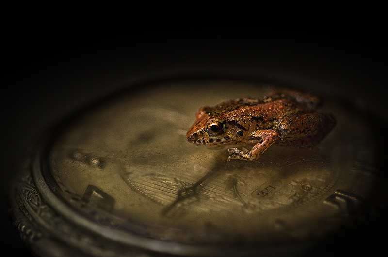 Frogger Time