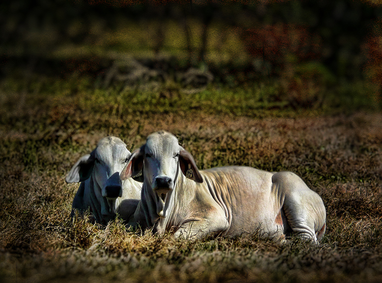 Brahmas