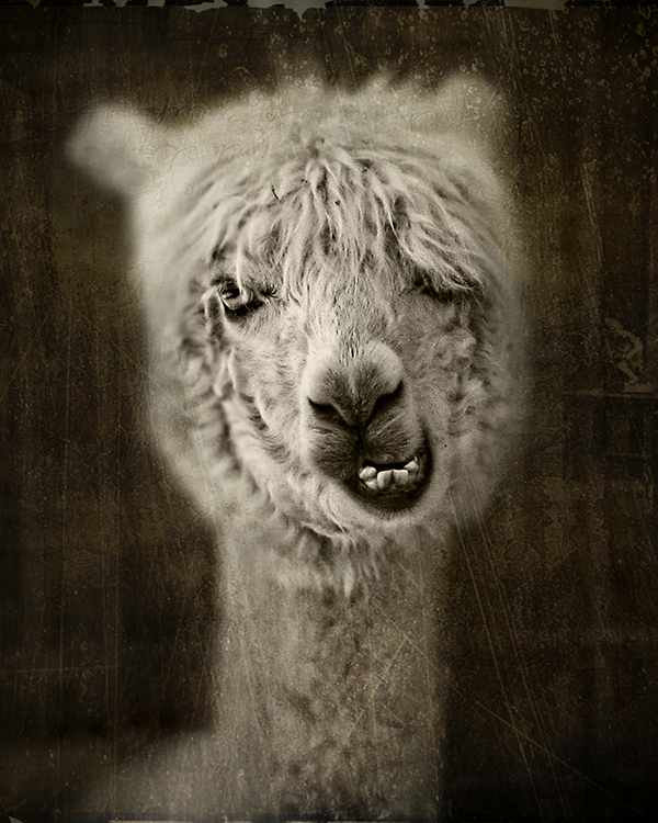 Alpaca Overlay