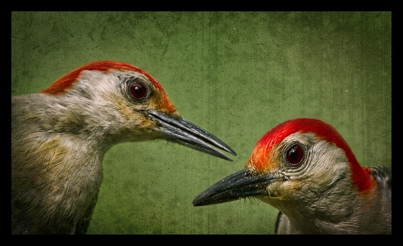 Woodpeckers