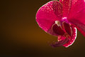 March Macro - Day 2 - Orchid