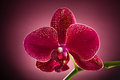 March Macro - Day 3 - Orchid (Again!)