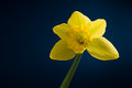 March Macro - Day 6 - Daffodil