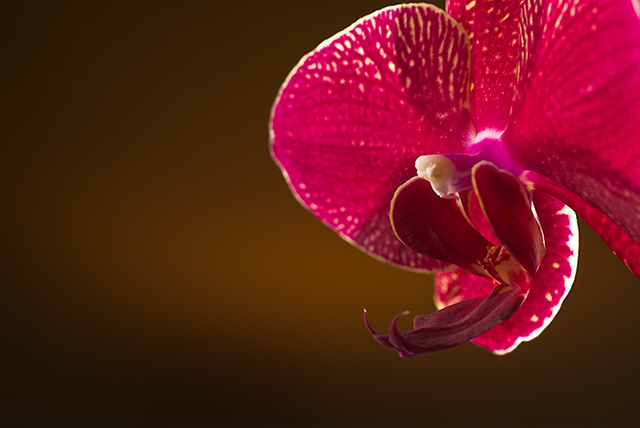 March Macro - Day 2 - Orchid