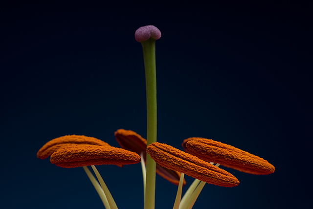 March Macro - Day 5 - Oriental Lily