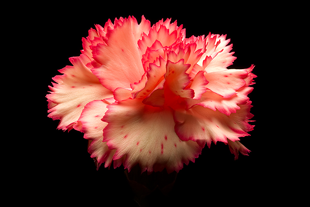 March Macro - Day 9 - Carnation