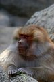 Portrait of a Baboon
