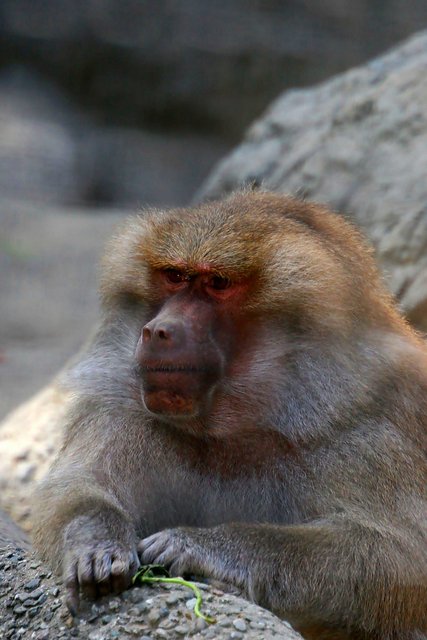 Portrait of a Baboon