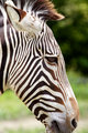 zebra.jpg