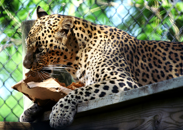 cheetah-small.jpg