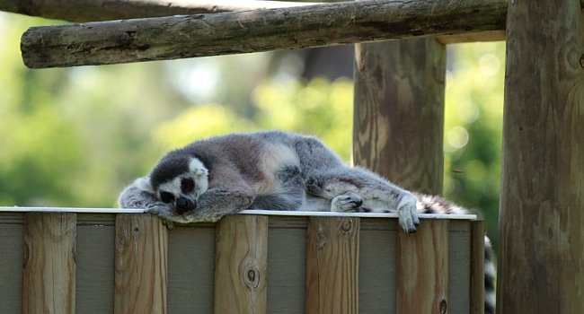 napping.JPG