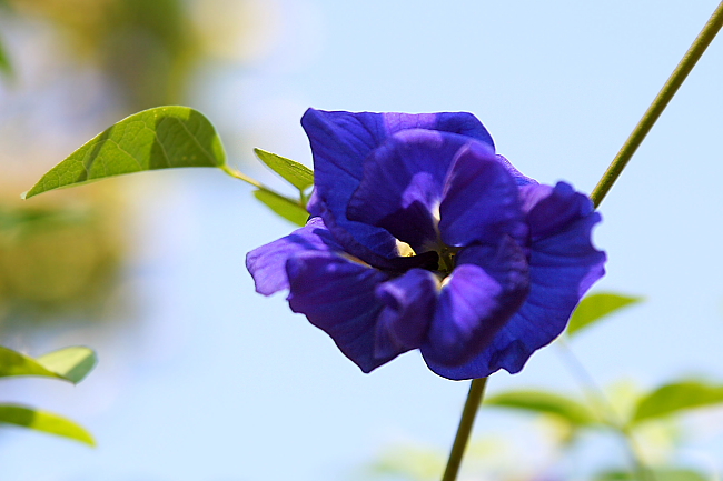 blue flower.JPG