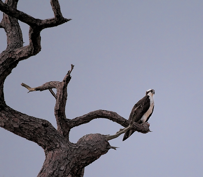 osprey in pine