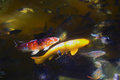 Koi