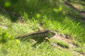 Wild Iguana