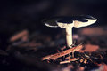 Mushroom