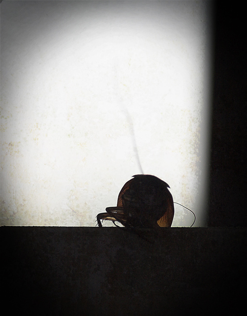 Roach Negative Space