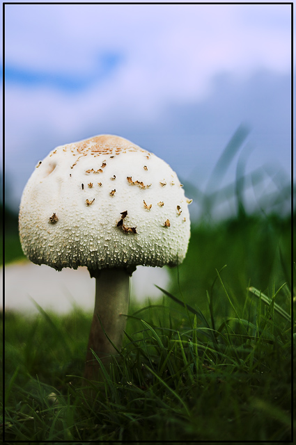 Mushroom