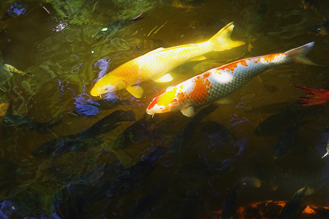 Koi 2