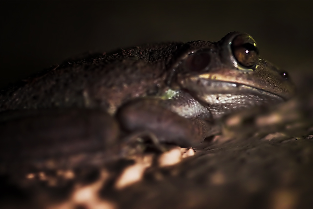 Macro Frog
