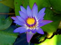 Maui Flower