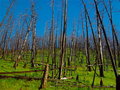 Yellowstone Trees