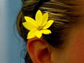 Yellow Flower
