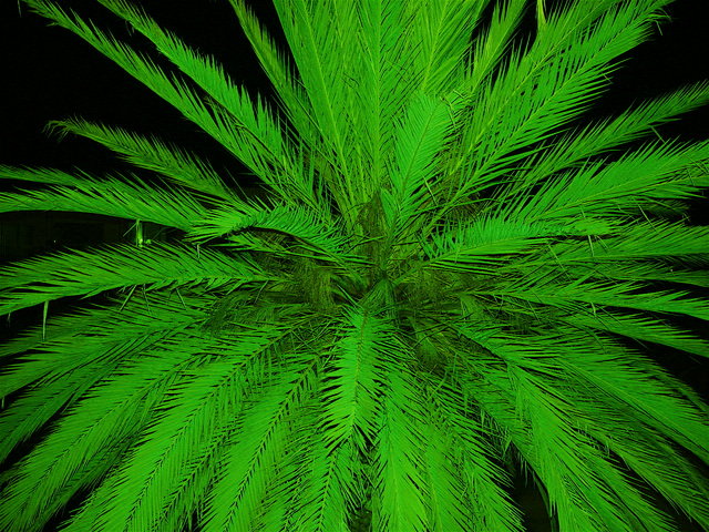Palm Spring