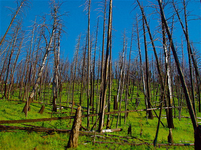 Yellowstone Trees