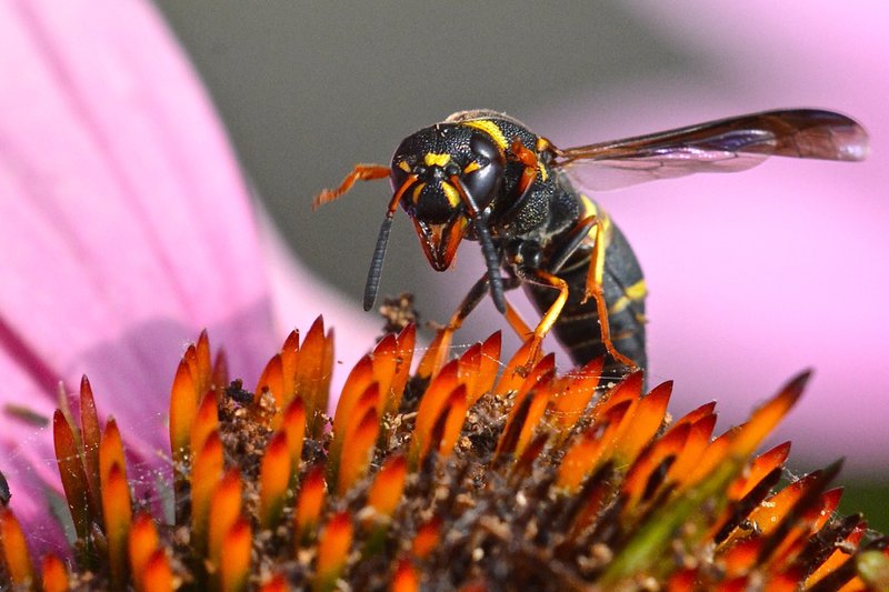 Wasp? Fly? (1/2)
